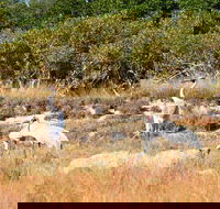 Cape Keraudren Nature Reserve - Attractions Brisbane