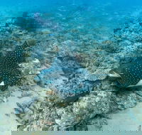 Child Island Dive Site - Attractions Brisbane
