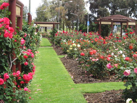 Cowra Rose Garden - Attractions Brisbane 0