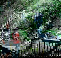 Curtis Falls track Tamborine National Park - Attractions Brisbane