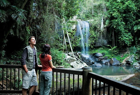 Curtis Falls Track, Tamborine National Park - Attractions Brisbane 0