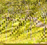 Davies Creek Mountain Bike Park - Attractions Brisbane