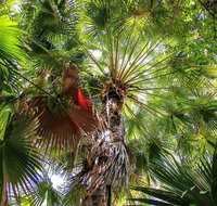 Depot Beach Rainforest Walk - Attractions Brisbane