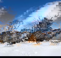 Dinner Plain - Attractions Brisbane