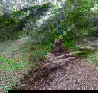 Double Wharf Trail - Attractions Brisbane