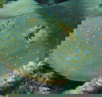 Fitzroy Island Dive Site - Attractions Brisbane