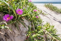 Fort Bribie