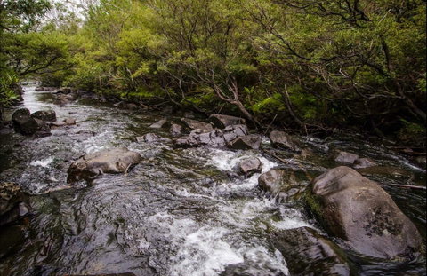 Gloucester River Walking Track - Attractions Brisbane 0