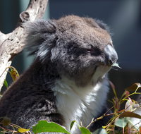 Gorge Wildlife Park - Attractions Brisbane