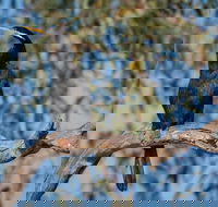 Greenough River Nature Trail - Attractions Brisbane