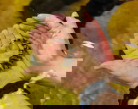 Irukandji Shark and Ray Encounters