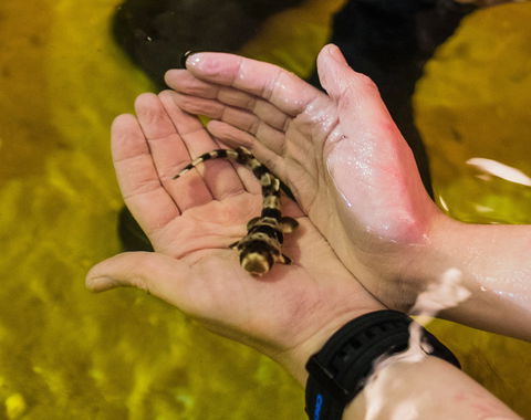 Irukandji Shark And Ray Encounters - Attractions Brisbane 0