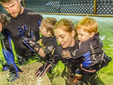 Irukandji Shark And Ray Encounters - Attractions Brisbane 1