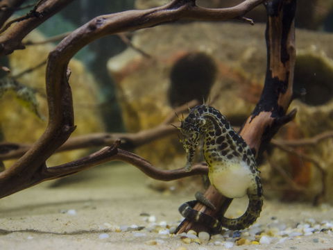 Irukandji Shark And Ray Encounters - Attractions Brisbane 2