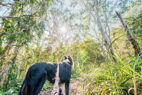 Lamb Island (Nguderoo) - Attractions Brisbane 1