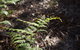 Langwarrin Flora And Fauna Reserve Walking Trails - thumb 0