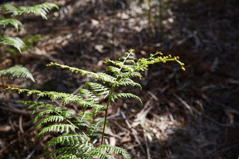 Langwarrin Flora And Fauna Reserve Walking Trails - Attractions Brisbane 0