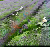 Lavandula Swiss Italian Farm - Attractions Brisbane