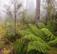 Link Trail - Gloucester Tops to Careys Peak - Attractions Brisbane