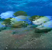 Lodestone Reef - Attractions Brisbane