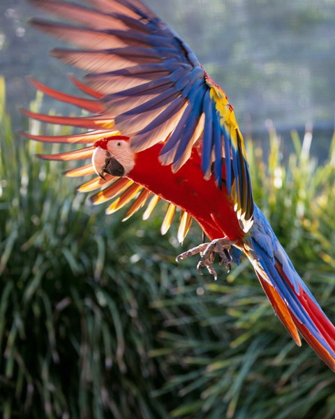 Maleny Botanic Gardens And Bird World - Attractions Brisbane 1