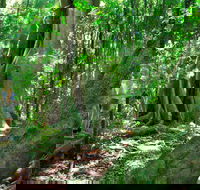 Mary Cairncross Scenic Reserve - Attractions Brisbane