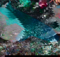 Middle Reef Dive Site - Attractions Brisbane