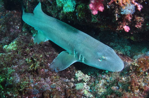 Middle Reef Dive Site - Attractions Brisbane 0