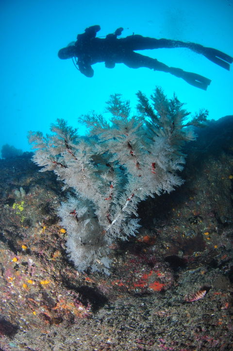 Middle Reef Dive Site - Attractions Brisbane 1