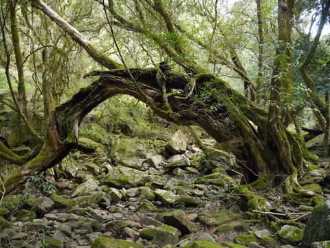 Mitchell River Walking Track - Attractions Brisbane 0