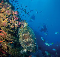 SS Yongala Dive Site - Attractions Brisbane