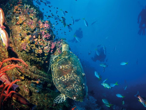 SS Yongala Dive Site - Attractions Brisbane 0