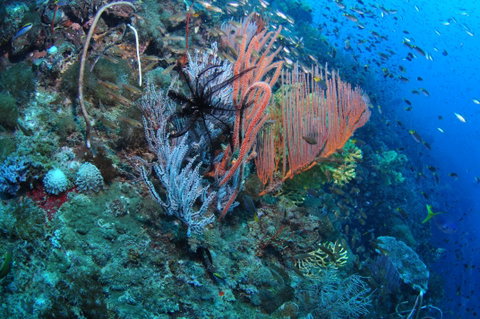 SS Yongala Dive Site - Attractions Brisbane 1