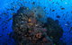 SS Yongala Dive Site - thumb 2