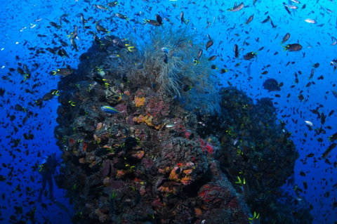 SS Yongala Dive Site - Attractions Brisbane 2