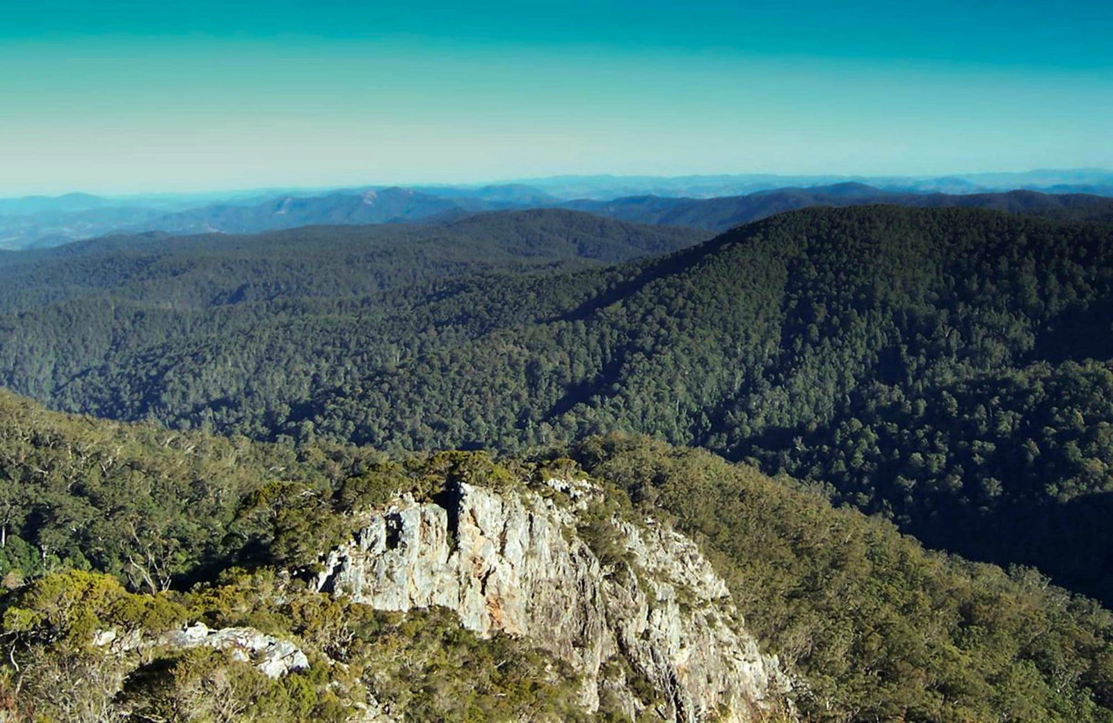 Dingo Forest NSW Attractions Brisbane