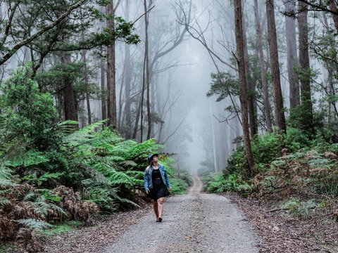 The Corn Trail Walking Track - Attractions Brisbane 0