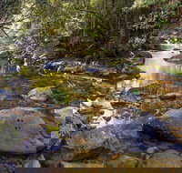 Washpool Walking Track - Attractions Brisbane