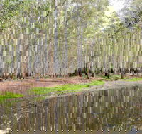 Wonga Wetlands - Attractions Brisbane