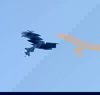 Yanga Lake Red Gum Bird Hide - Attractions Brisbane