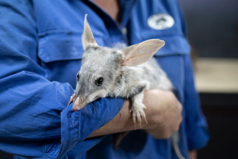 9 Day Outback Adventure - Attractions Brisbane 0