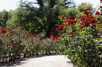 Benalla Botanical Gardens