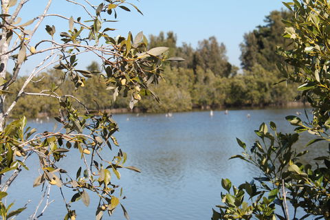 Boyters Lane Bird Hide - Attractions Brisbane 2