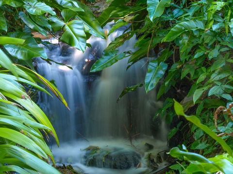 Brisbane Botanic Gardens Mount Coot-tha - Attractions Brisbane 1
