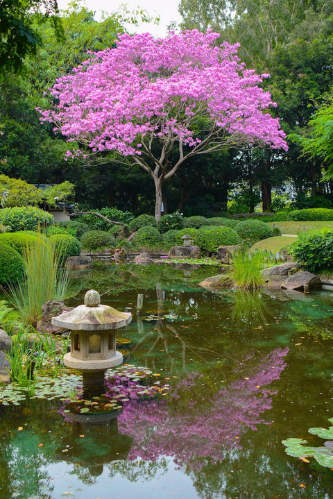 Brisbane Botanic Gardens Mount Coot-tha - Attractions Brisbane 2