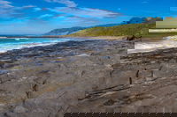 Cat and Kitten Beach
