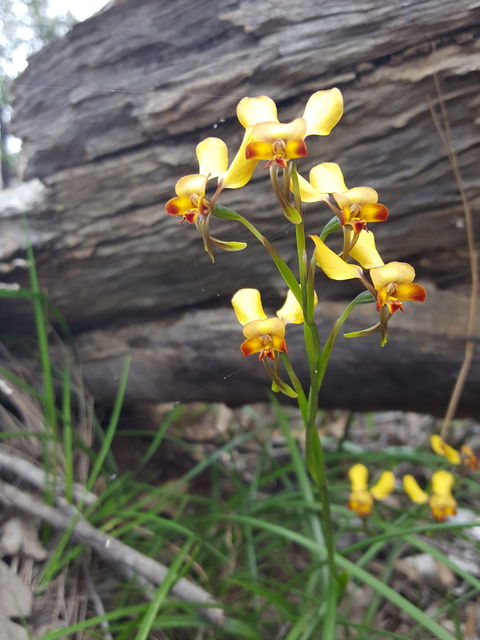 Dawn Atwell Nature Reserve - Attractions Brisbane 0