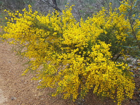 Dawn Atwell Nature Reserve - Attractions Brisbane 2