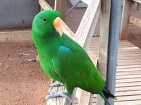 Eyre Reptile  Wildlife Park