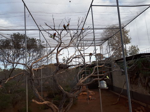 Eyre Reptile & Wildlife Park - Attractions Brisbane 2